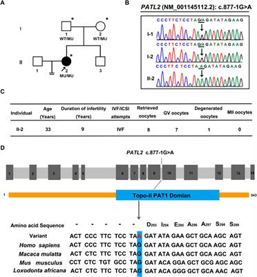 Identification and characterization of a novel homozygous splice site variant of PATL2 causing female infertility due to oocyte germinal vesicle arrest